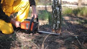 Best Tree Mulching Services  in Lake Of The Woods, VA