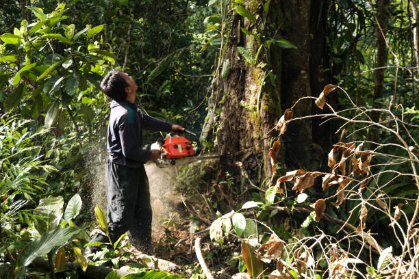 Tree and Shrub Care in Lake Of The Woods, VA